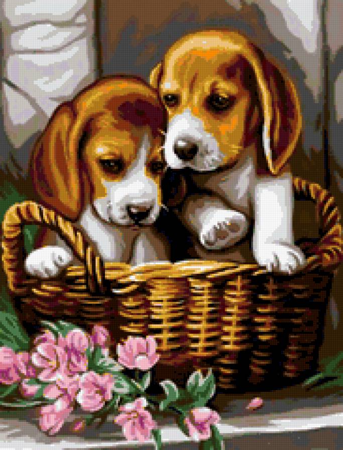 собачки милашки - домашные животные, щенки в корзине, собака - предпросмотр