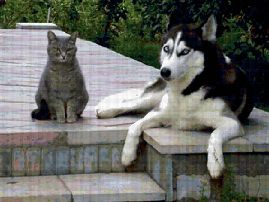 Дружба - животные, собака, кот - предпросмотр