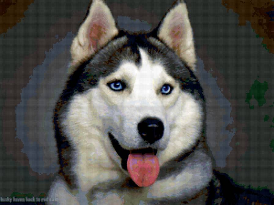 Хаски - животные, собака - предпросмотр