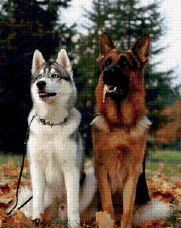 Собаки - животные, собака - предпросмотр