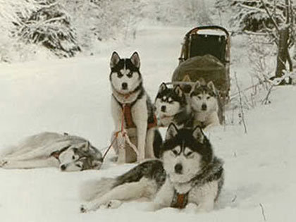 Упряжка - собака, животные - оригинал