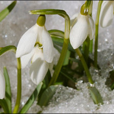 Схема вышивки «подснежники»