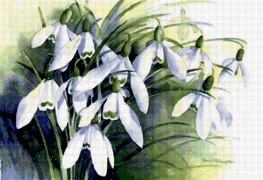 подснежники - цветы - предпросмотр