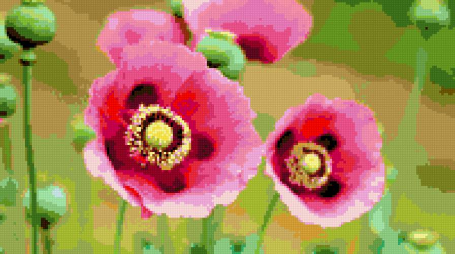 маки - цветы маки - предпросмотр