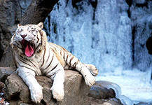 белый тигр - оригинал