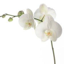 Схема вышивки «№264308»