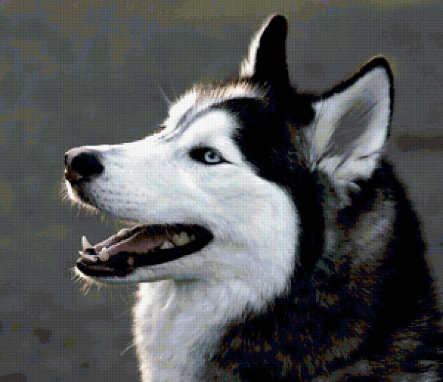 Хаски - животные, собака - предпросмотр