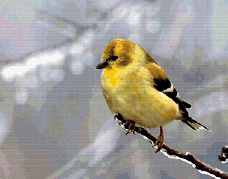 Птичка - птичка - предпросмотр