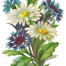 полевые цветы