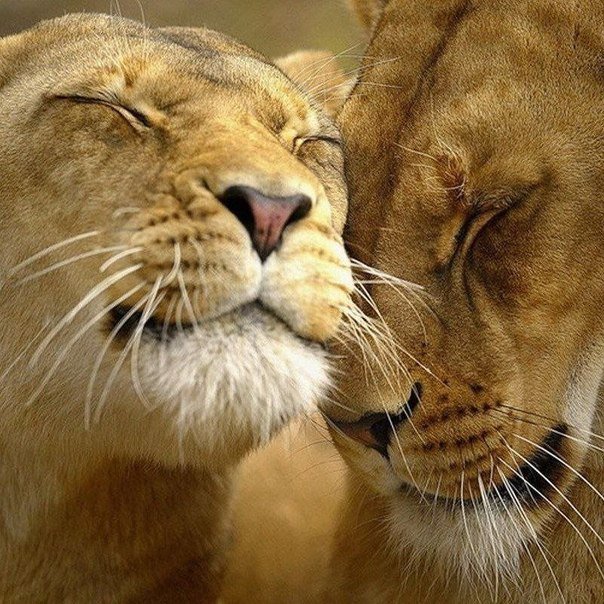 love - оригинал