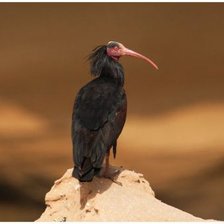 Схема вышивки «одиночка»