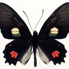 Схема вышивки «бабочка»