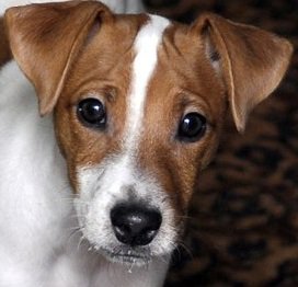 Федя - федя - оригинал