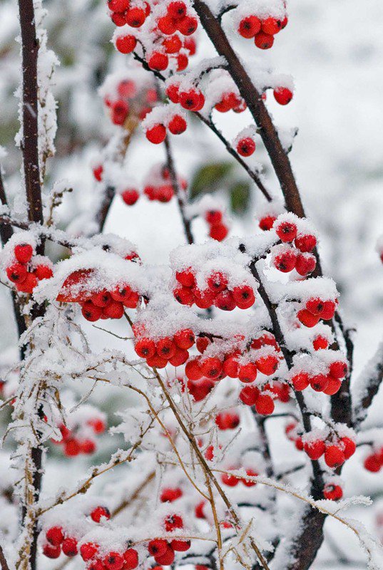 рябина - зима, красота, природа, деревья - оригинал