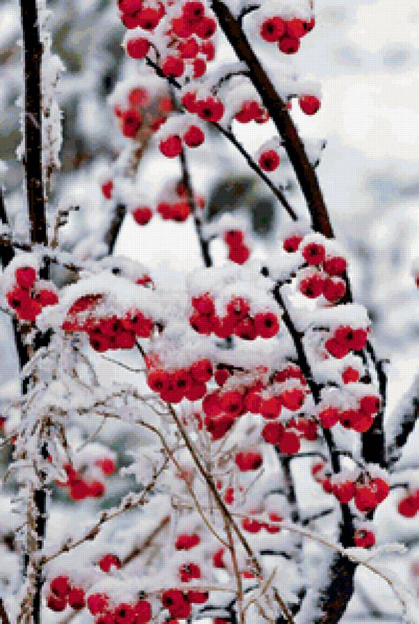 рябина - зима, красота, деревья, природа - предпросмотр