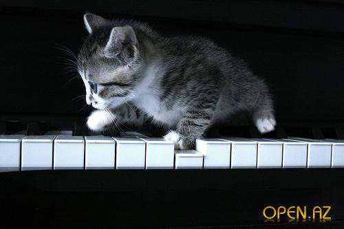 котенок и пианино - животные, рояль, клавиши, котята, чернобелое, пианино - оригинал