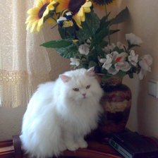 Схема вышивки «бау»