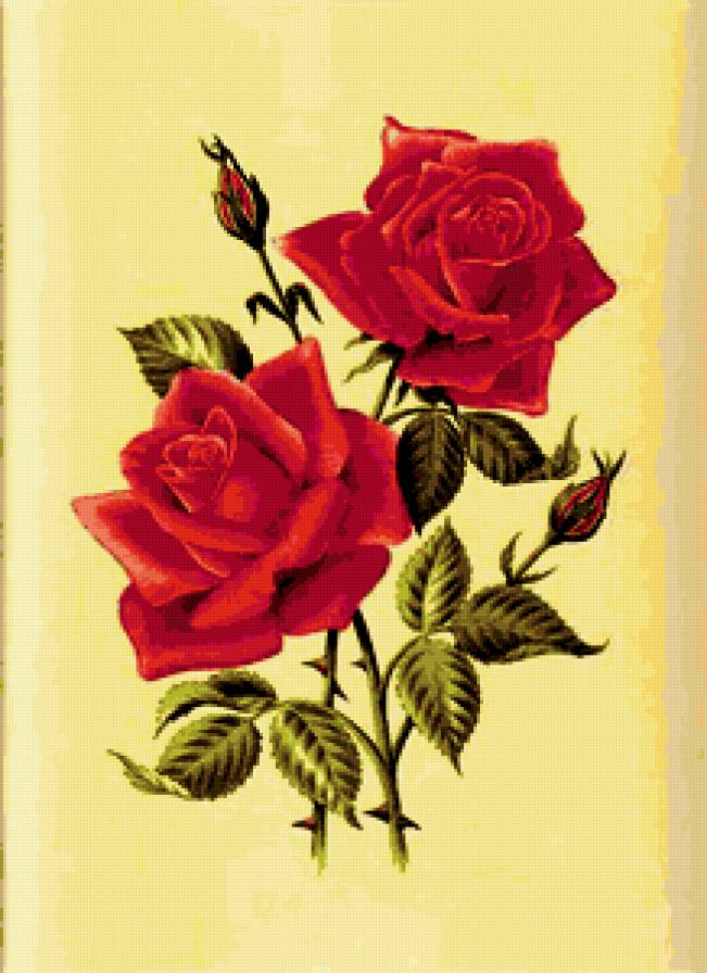 роза - предпросмотр