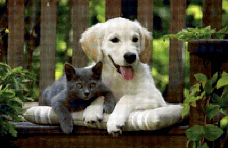 Верные друзья. - кот, собака - предпросмотр