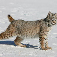 Схема вышивки «Хищница.»