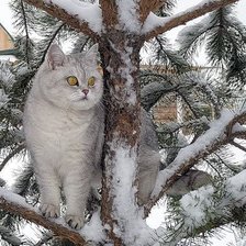 Схема вышивки «Снежный кот.»