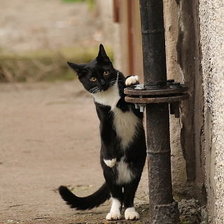 Схема вышивки «Кто за углом,а?»