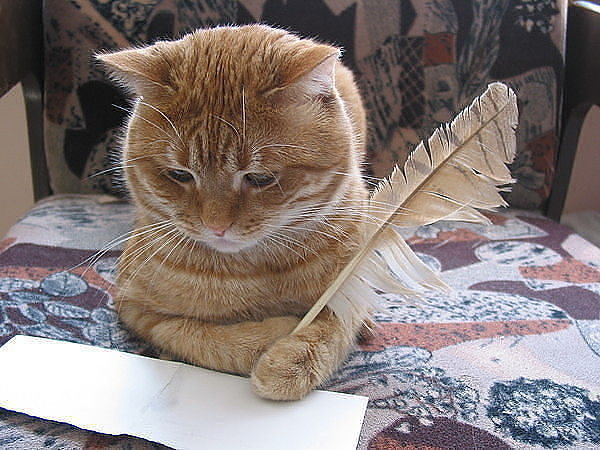 Кот-писатель. - кот - оригинал