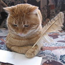 Кот-писатель.