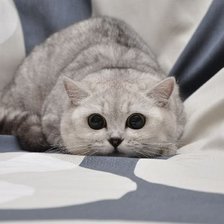 Схема вышивки «Тссс,я на охоте...»