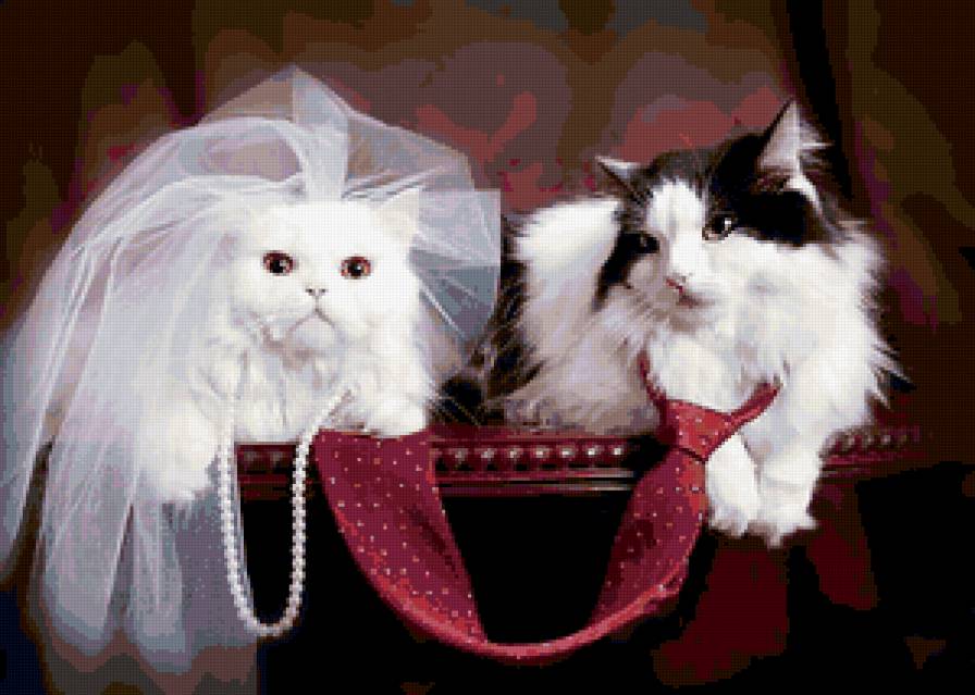 Свадьба. - кот - предпросмотр