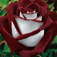 Схема вышивки «роза»