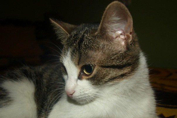 коша - оригинал