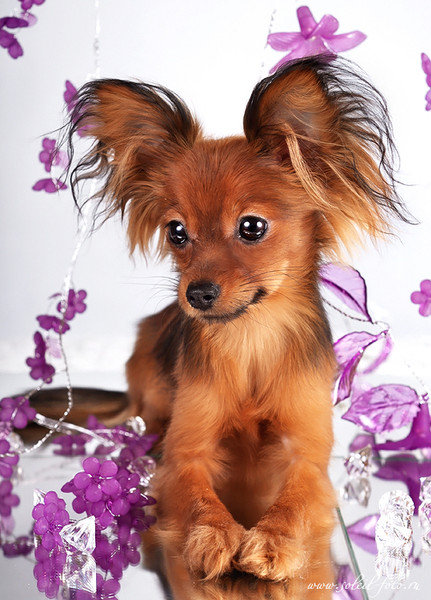 Милашка - собака, домашные животные, щенки - оригинал