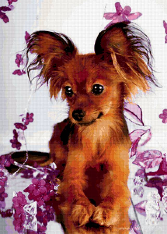 Милашка - щенки, собака, домашные животные - предпросмотр