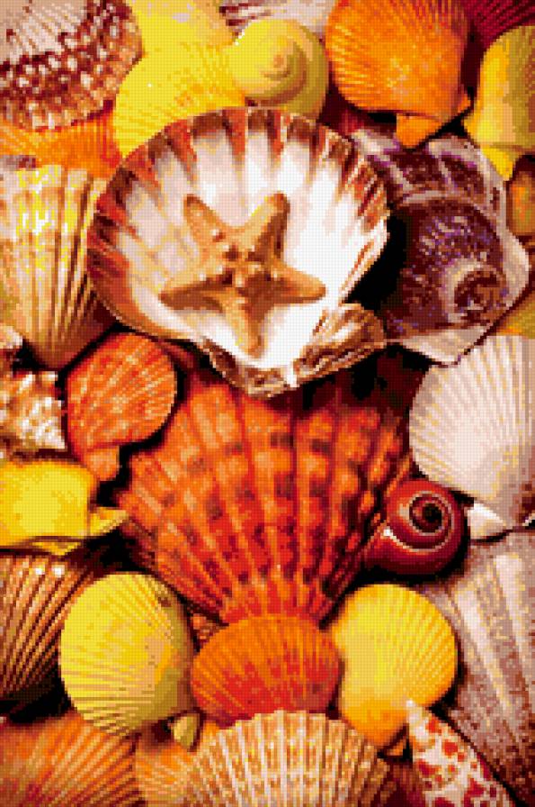 ракушки - ракушки - предпросмотр