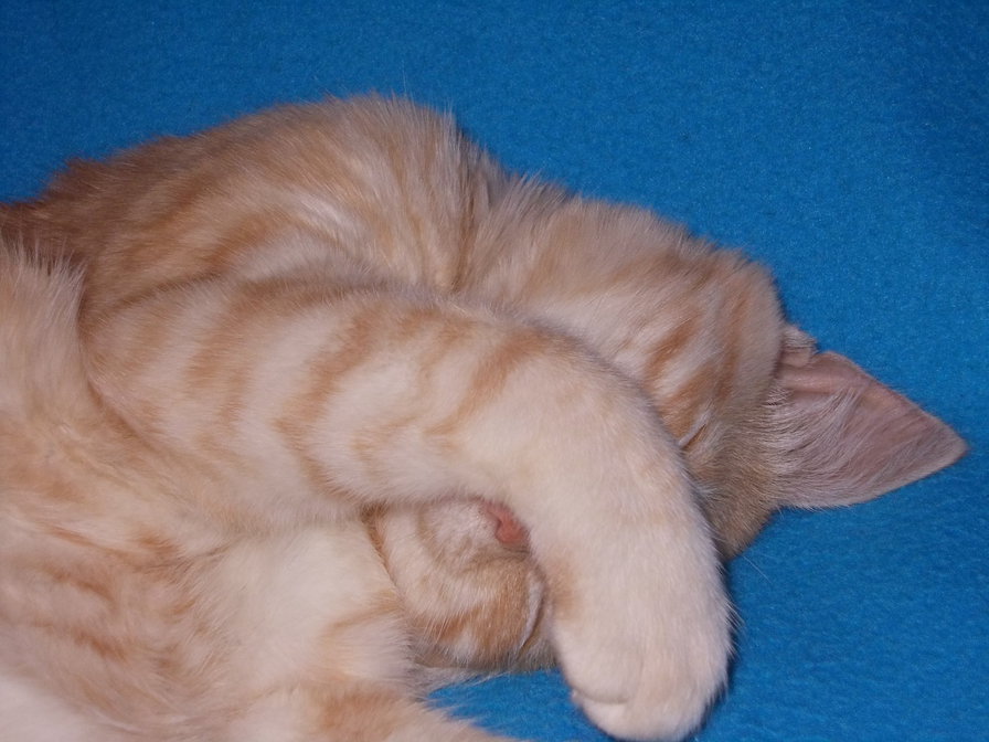 Мой малыш - животные, кот, рыжие - оригинал