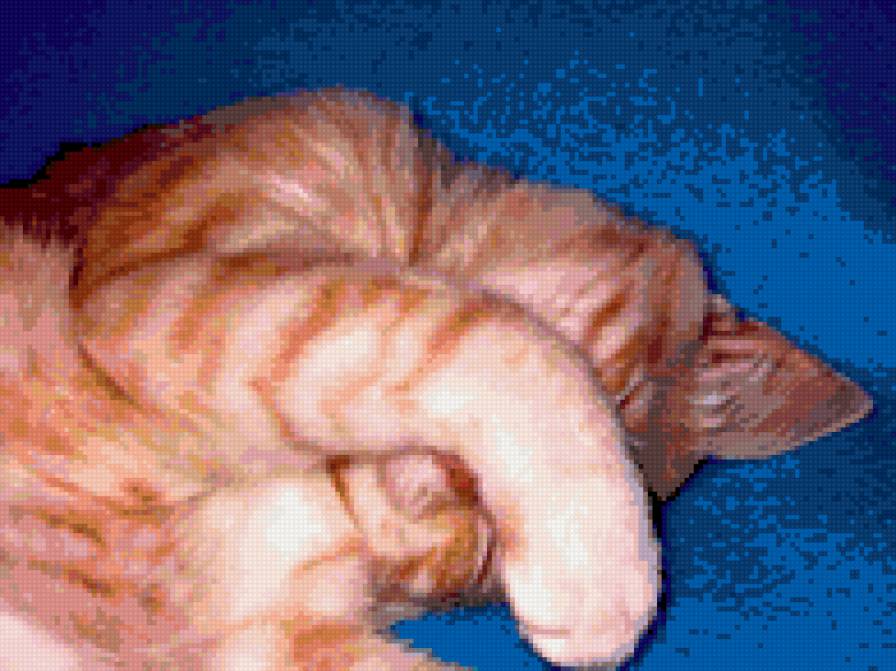 Мой малыш - рыжие, животные, кот - предпросмотр