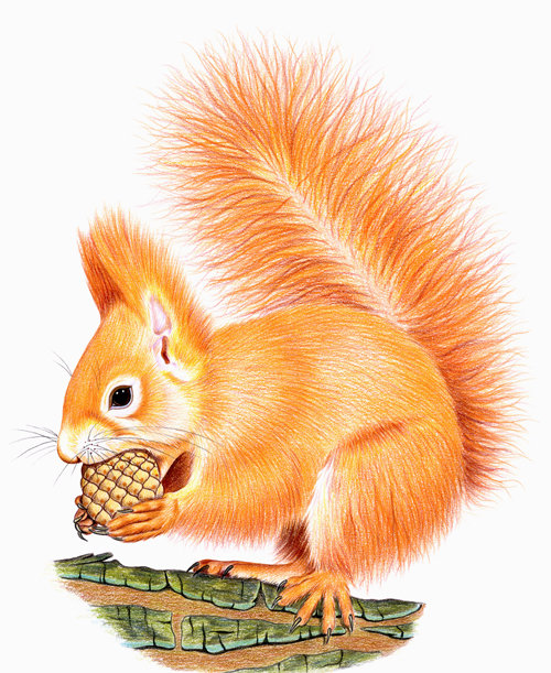 Белочка - белки, животные - оригинал
