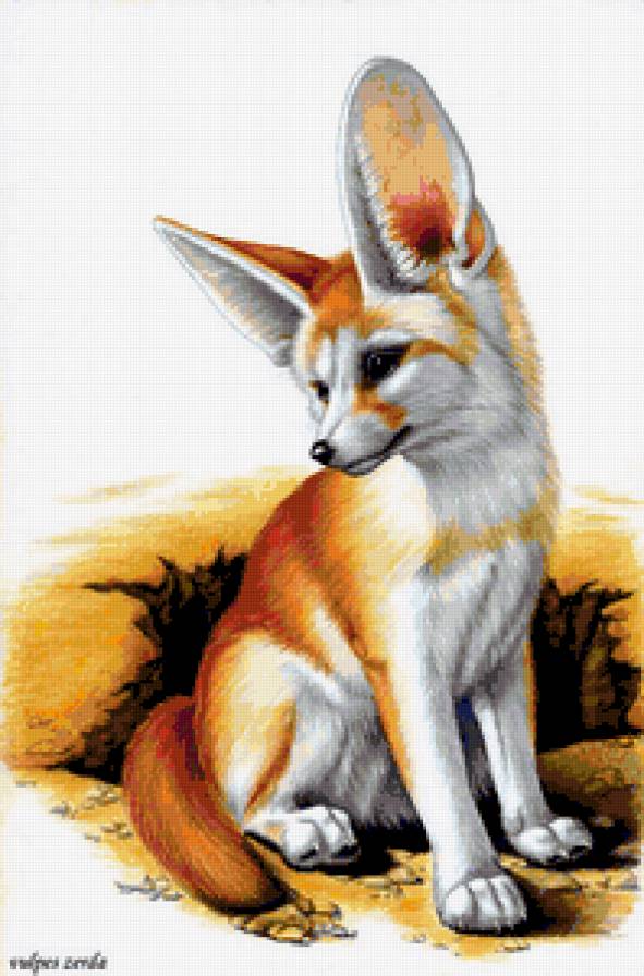 Фенек - фенек, лисы, животные - предпросмотр