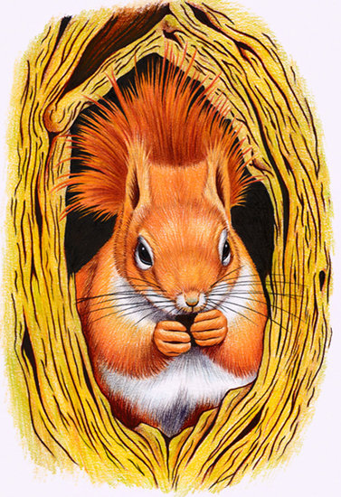 В домике - белки, животные - оригинал