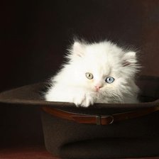 Схема вышивки «Котик в шляпе»