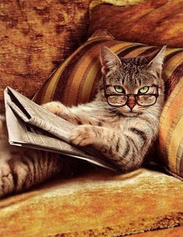 Умный кот - кот - оригинал