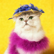 Схема вышивки «Дамочка-кошка.»