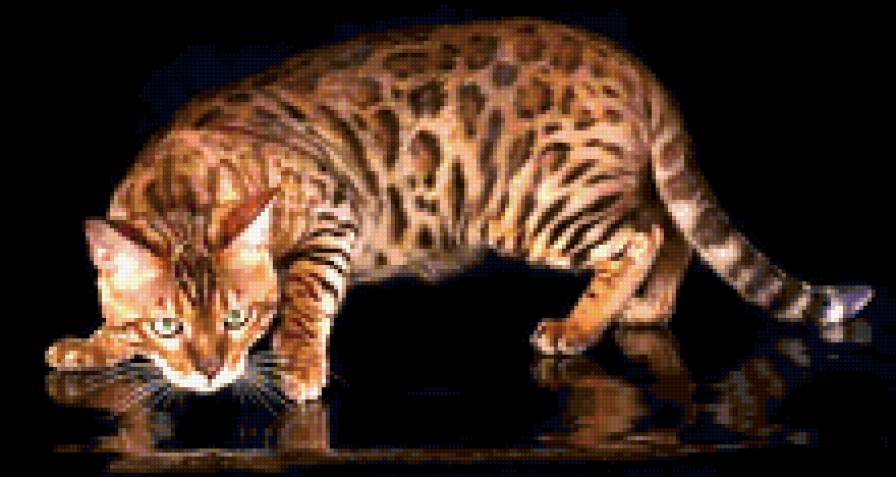 Кошечка - кот - предпросмотр