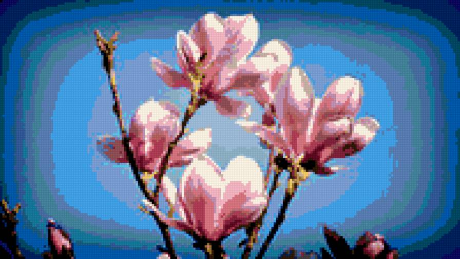 фрезия - цветы фрезия - предпросмотр