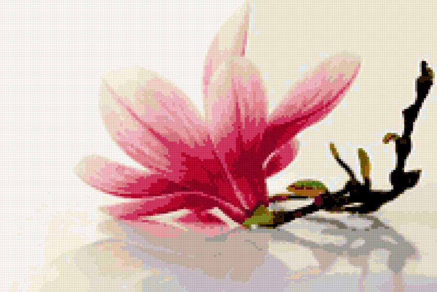 фрезия - цветы фрезия - предпросмотр