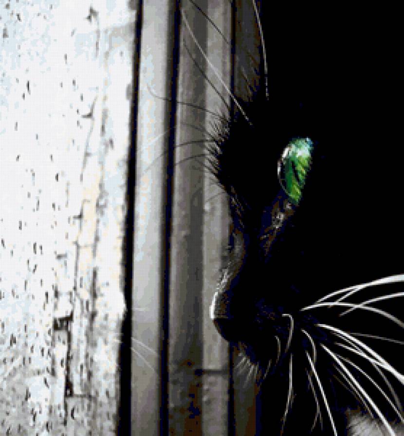 А за окном дождь. - кот - предпросмотр