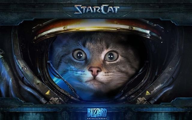 StarCat - кот - оригинал