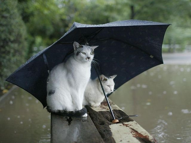 Под зонтом. - кот - оригинал