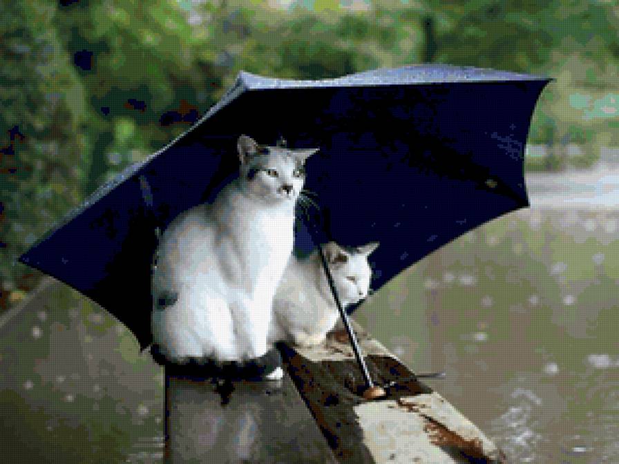 Под зонтом. - кот - предпросмотр